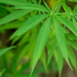 efectos negativos de la marihuana