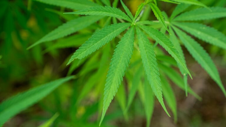 efectos negativos de la marihuana