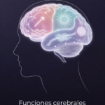 lóbulos cerebrales